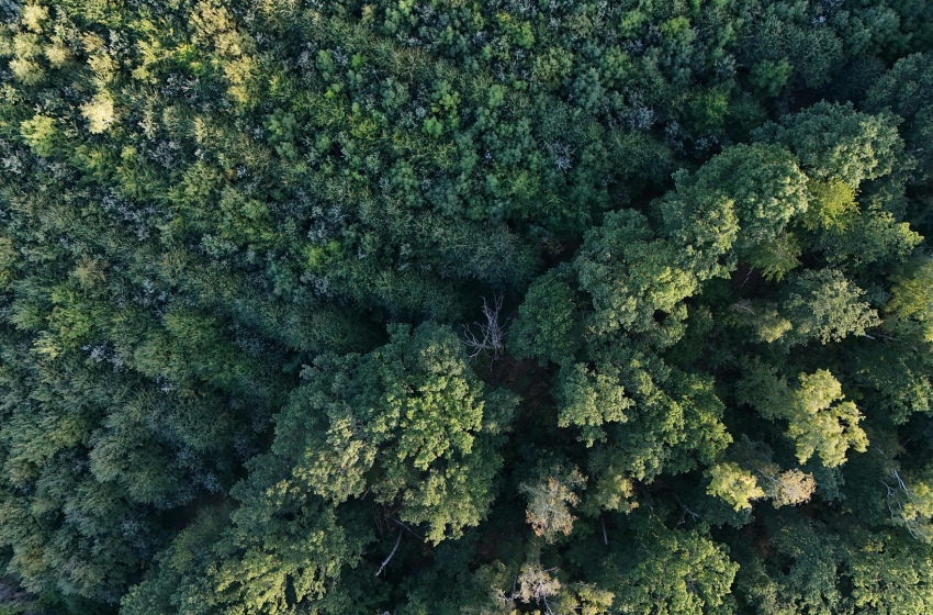 A faültetés nem elég a klímaváltozás megfékezéséhez
